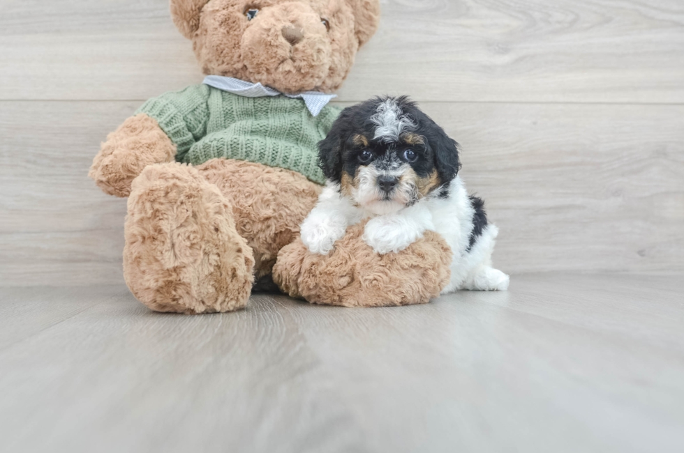 7 week old Poodle Puppy For Sale - Lone Star Pups