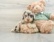 8 week old Poodle Puppy For Sale - Lone Star Pups