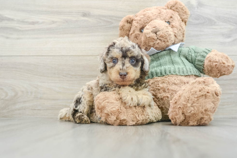 Poodle Pup Being Cute