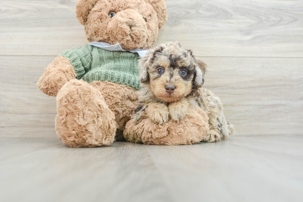 Playful Poodle Purebred Pup