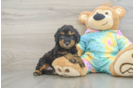 Best Poodle Baby