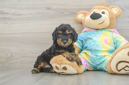 Best Poodle Baby