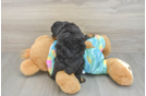 Small Poodle Purebred Pup