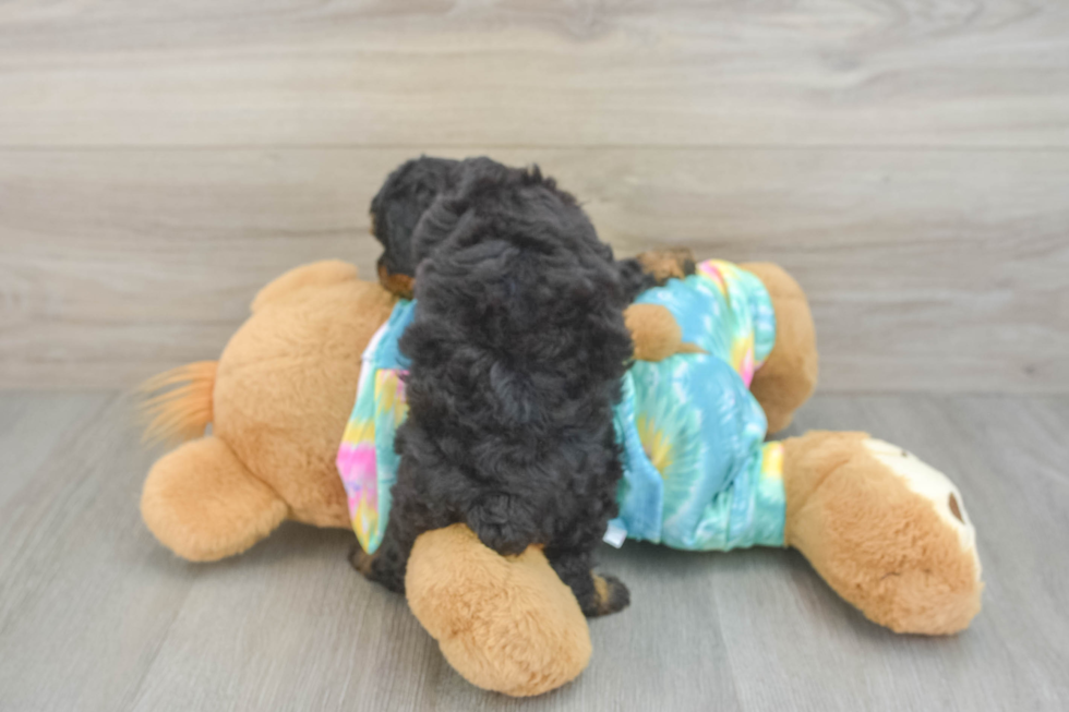 Small Poodle Purebred Pup