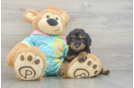 Poodle Puppy for Adoption