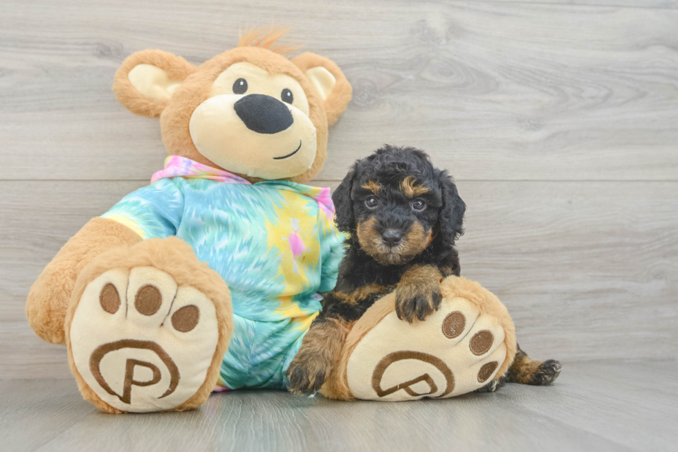 Poodle Puppy for Adoption