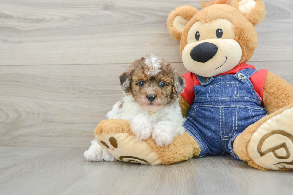 Smart Pudel Purebred Puppy