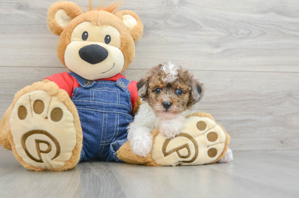 6 week old Poodle Puppy For Sale - Lone Star Pups