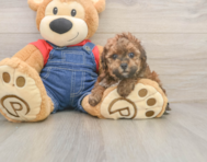 7 week old Poodle Puppy For Sale - Lone Star Pups