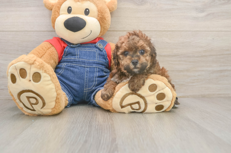 5 week old Poodle Puppy For Sale - Lone Star Pups