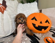 9 week old Poodle Puppy For Sale - Lone Star Pups