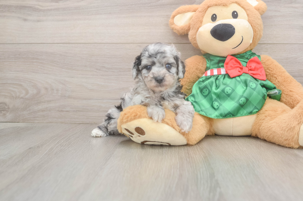 5 week old Poodle Puppy For Sale - Lone Star Pups
