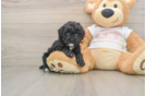 Poodle Puppy for Adoption