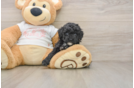 Little Poodle Baby