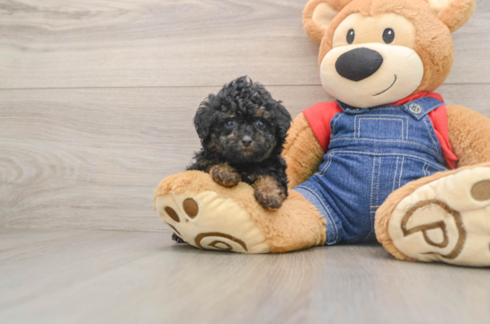GALAWAY, a Poodle littermate