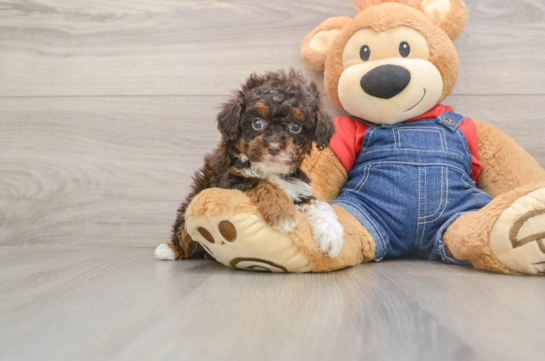 Poodle Puppy for Adoption
