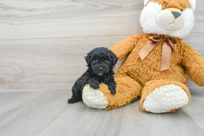 Meet Gidget - our Poodle Puppy Photo 1/3 - Lone Star Pups