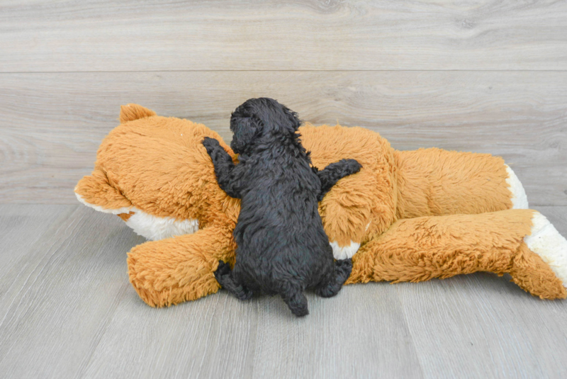 Meet Gidget - our Poodle Puppy Photo 2/3 - Lone Star Pups