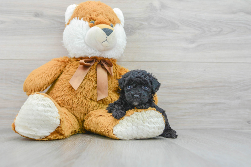Meet Gidget - our Poodle Puppy Photo 3/3 - Lone Star Pups