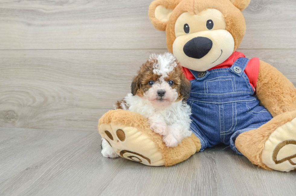 7 week old Poodle Puppy For Sale - Lone Star Pups