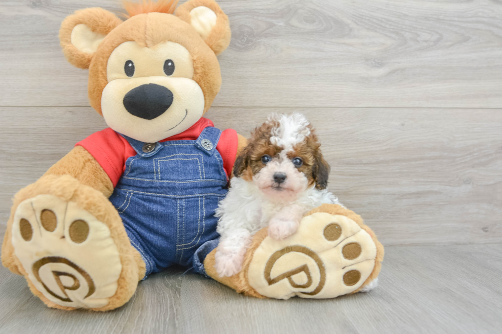 Hypoallergenic Poodle Purebred Pup