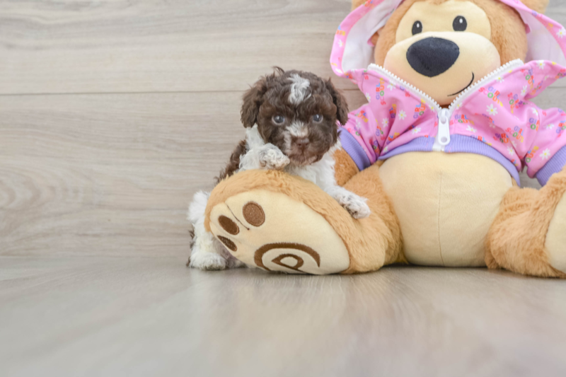 Meet Gidget - our Poodle Puppy Photo 1/3 - Lone Star Pups