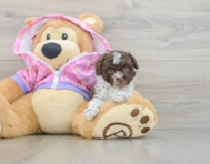 6 week old Poodle Puppy For Sale - Lone Star Pups