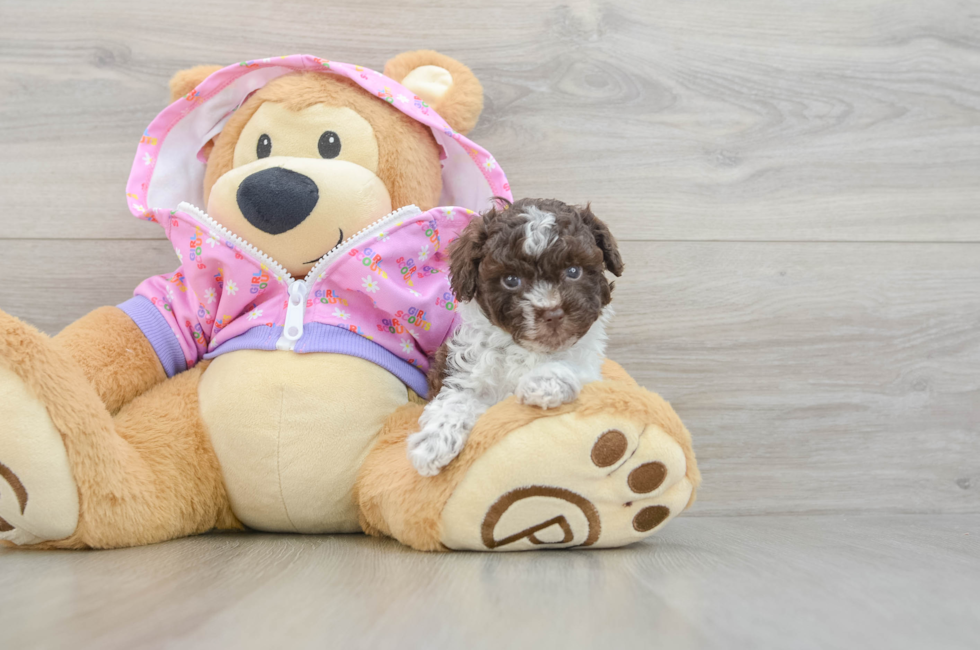 5 week old Poodle Puppy For Sale - Lone Star Pups