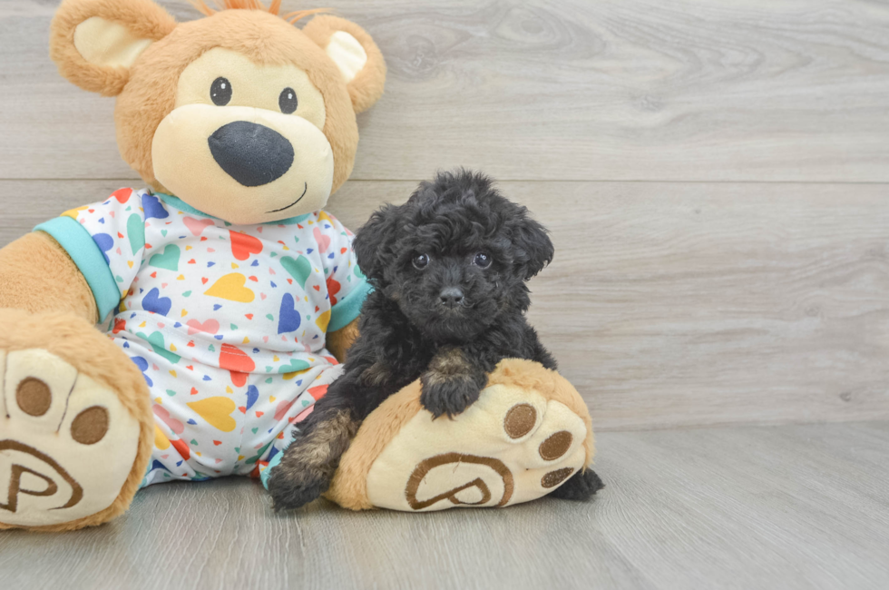 5 week old Poodle Puppy For Sale - Lone Star Pups