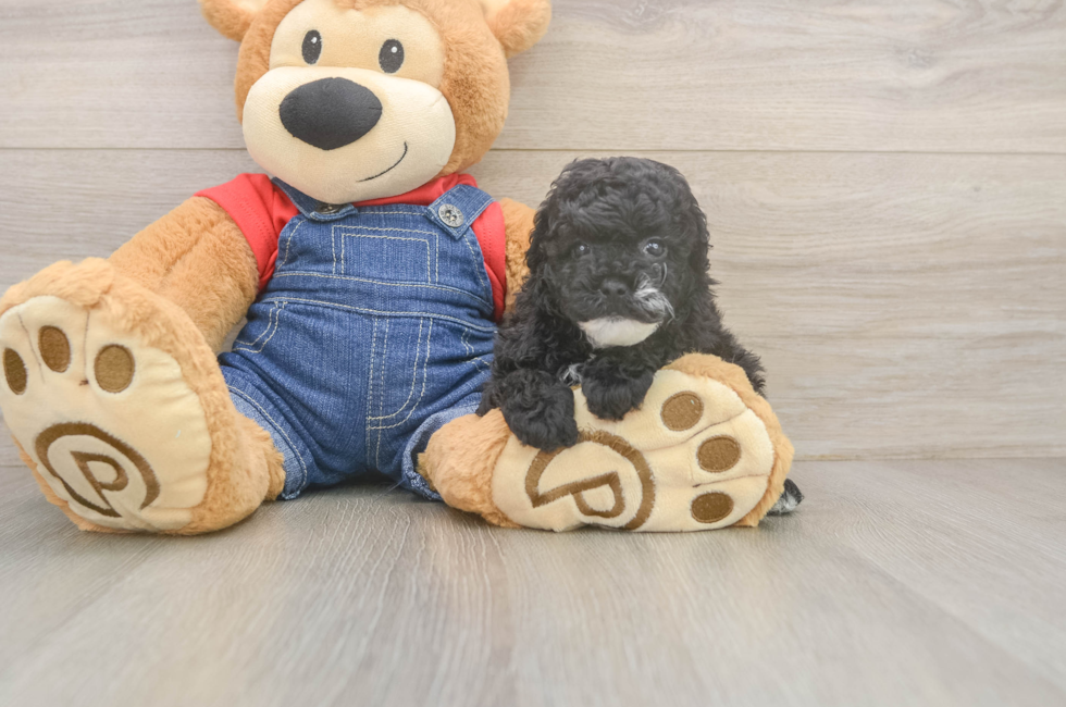 5 week old Poodle Puppy For Sale - Lone Star Pups