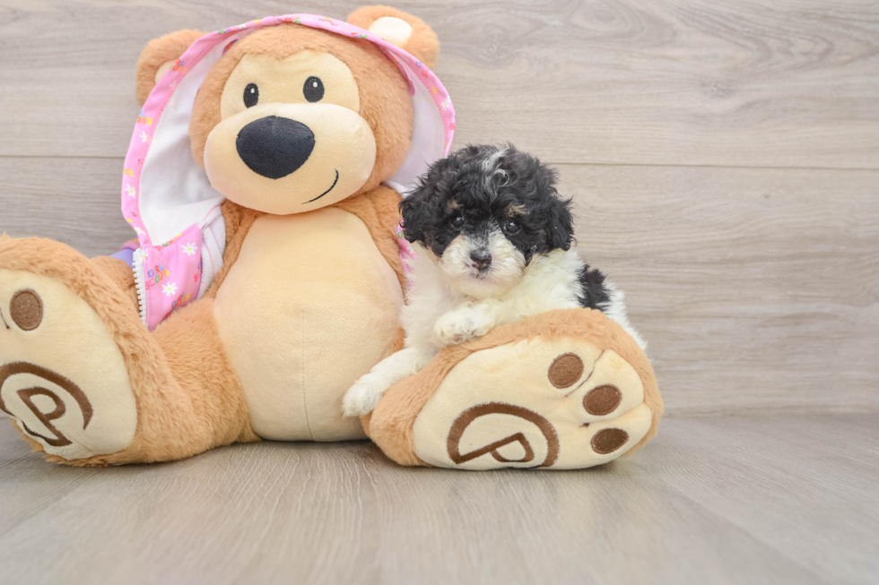 Poodle Puppy for Adoption