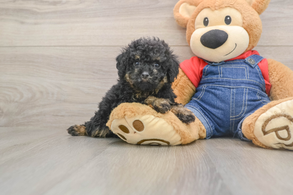 Hypoallergenic Poodle Baby
