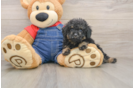 Poodle Pup Being Cute
