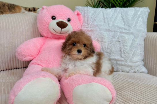 Cute Poodle Baby