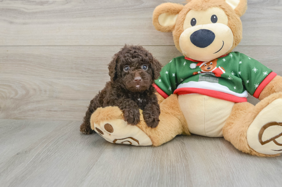 6 week old Poodle Puppy For Sale - Lone Star Pups