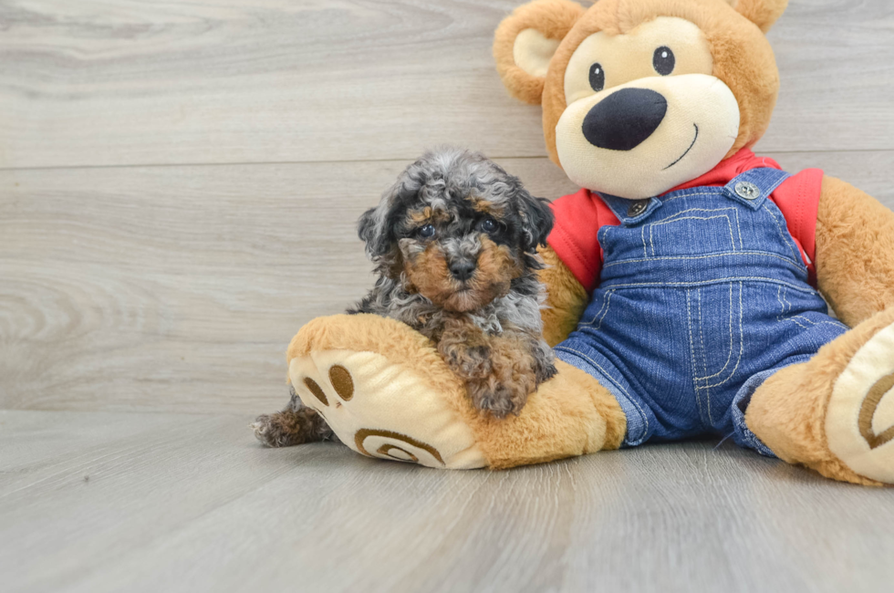 5 week old Poodle Puppy For Sale - Lone Star Pups