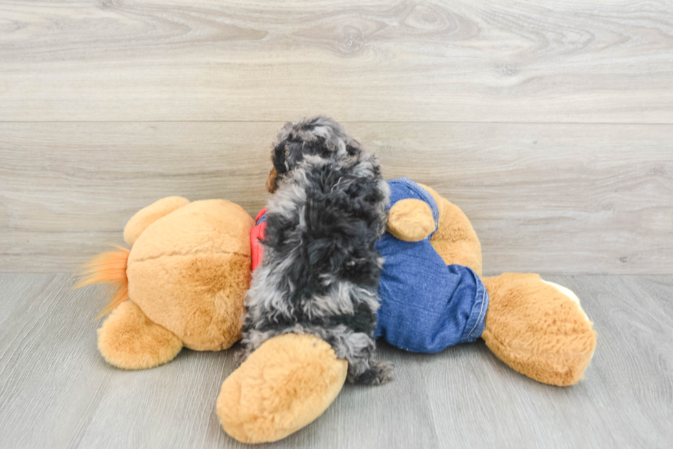 Playful Poodle Purebred Pup