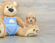 7 week old Poodle Puppy For Sale - Lone Star Pups