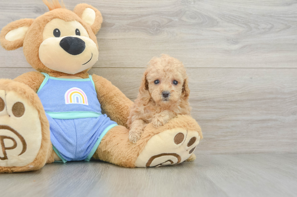 6 week old Poodle Puppy For Sale - Lone Star Pups