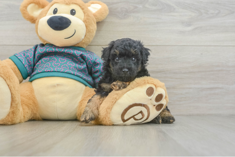 Poodle Puppy for Adoption