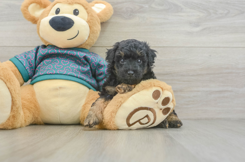 6 week old Poodle Puppy For Sale - Lone Star Pups
