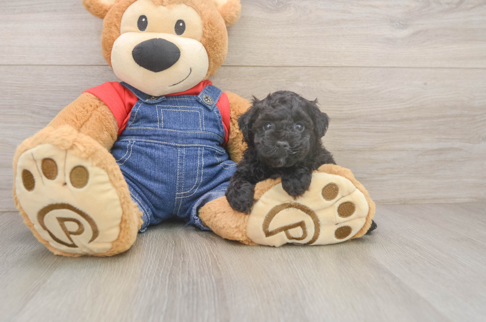 5 week old Poodle Puppy For Sale - Lone Star Pups