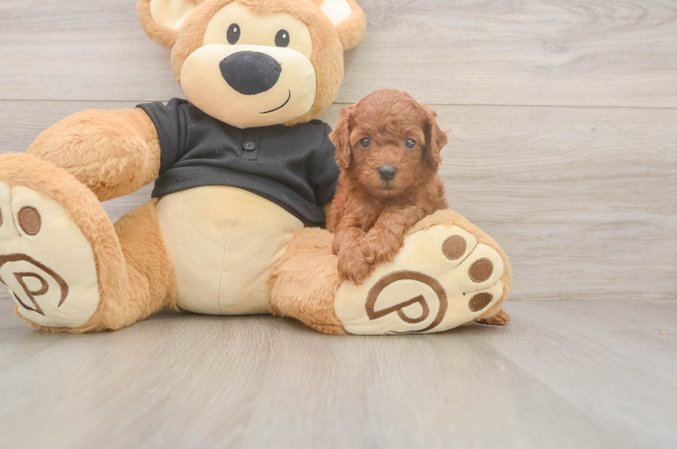 5 week old Poodle Puppy For Sale - Lone Star Pups