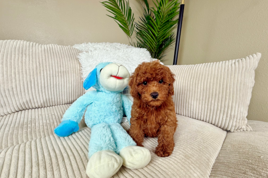 Cute Pooodle Purebred Puppy
