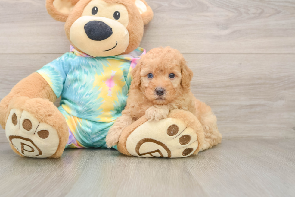 Poodle Pup Being Cute