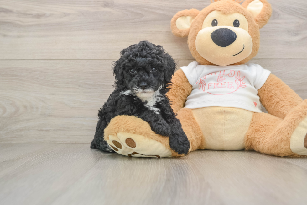 Poodle Pup Being Cute