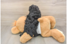 Poodle Puppy for Adoption