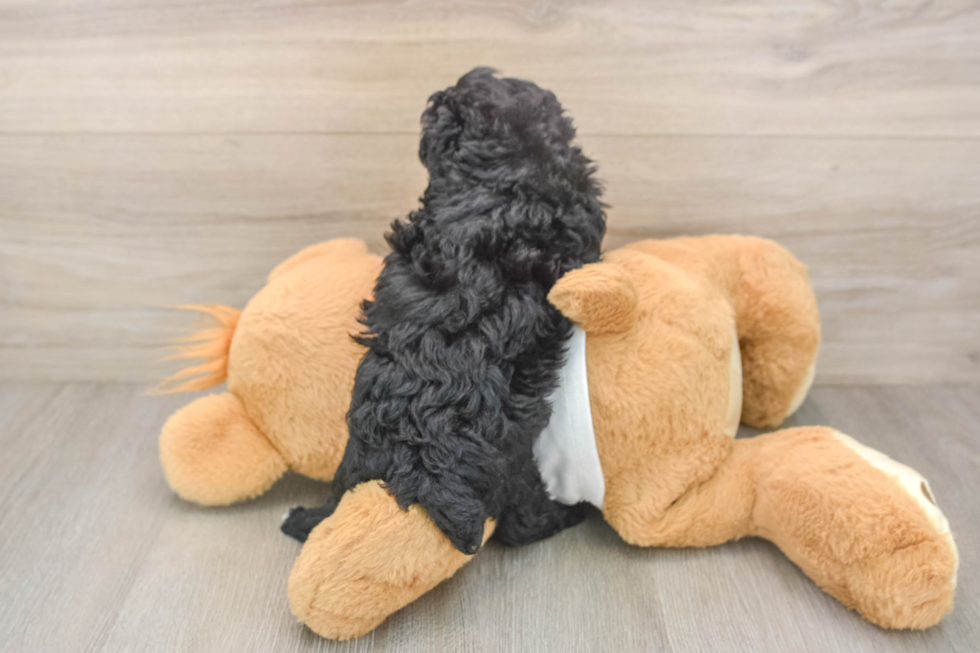 Poodle Puppy for Adoption