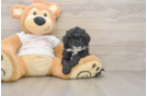 Poodle Puppy for Adoption