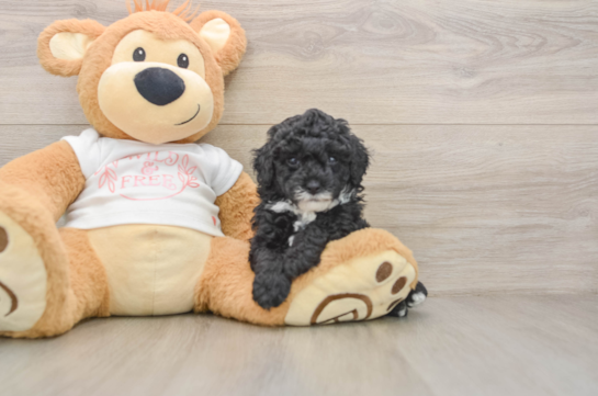 Poodle Puppy for Adoption